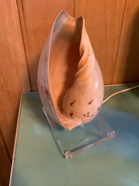 VTG. Art Nouveau Nautilus Sea Shell Lucite base Table Lamp Nightlight light